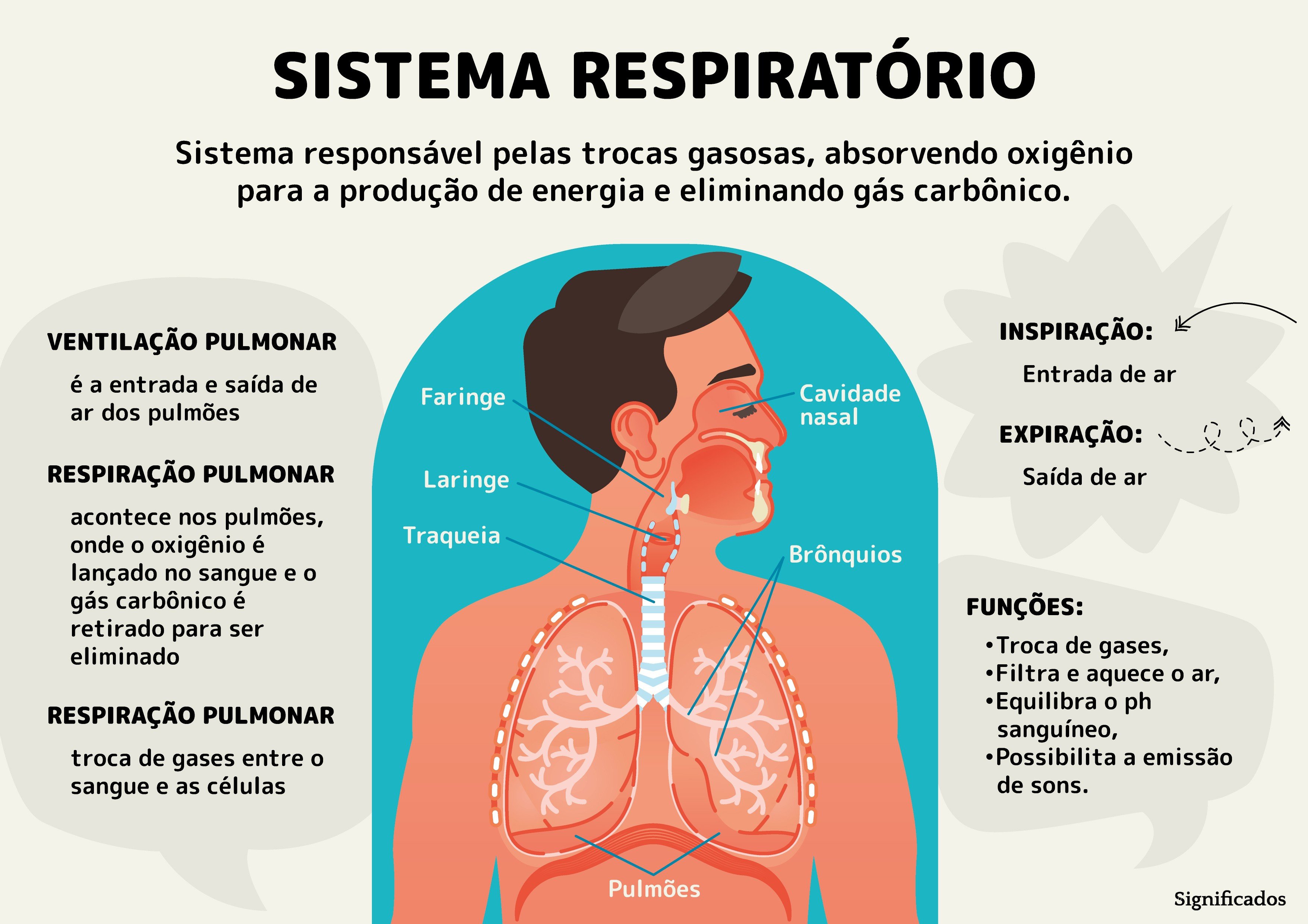 Como Funciona o Sistema Respiratório Humano?